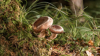 Kernser edelpilze, Schweizer, Bio pilze, Shiitake HD wallpaper