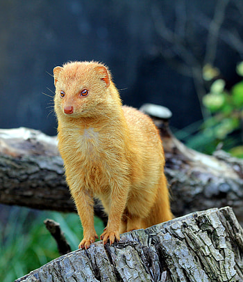 Mongoose, Burrowing mammals, Vibrant , Wild animal graphy HD phone wallpaper