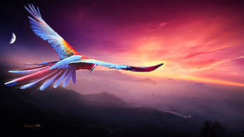 Macaw Flight Digital Art , macaw, parrot, birds, artist, artwork, digital-art, deviantart HD wallpaper