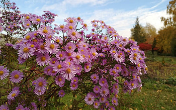 Asters, Latvia, flowers, pink HD wallpaper