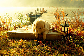 Golden Labrador in Summer, Lake, Boat, Lantern, Sunset, Grass HD wallpaper