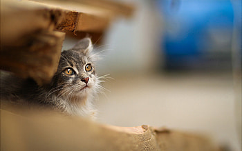 Animals, Sit, Cat, Muzzle, Blur, Smooth HD wallpaper