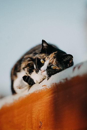 Animals, Cat, Pet, Nice, Sweetheart HD phone wallpaper