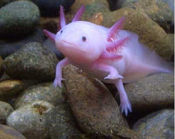 Fish HD wallpaper
