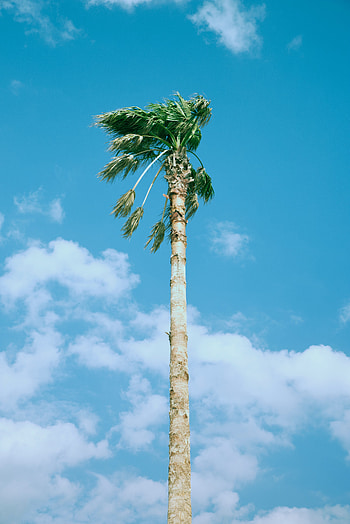 Nature, Sky, Clouds, Wood, Tree, Palm HD phone wallpaper