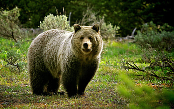 Grizzly bear, Wild Animals HD wallpaper