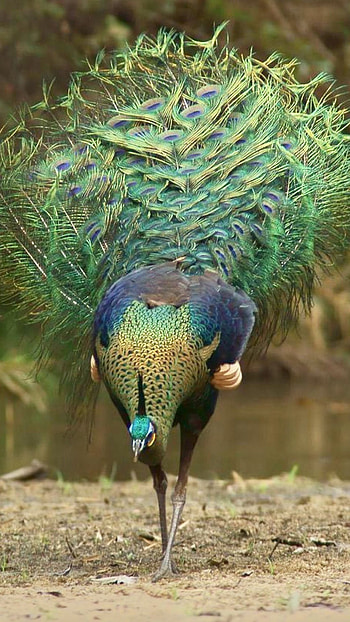 Peacock, Jungle Peacock HD phone wallpaper