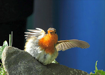 Beautiful Bird, cool, beautiful, bird HD wallpaper