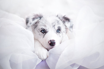 Puppy, blue, dog, white, eyes, cute, ciri, australian shepherd, caine HD wallpaper
