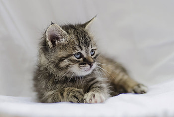 cute gray tiger kitten, kitten, gray, tiger, animals, cats, cute HD wallpaper