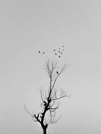 Birds, Wood, Tree, Minimalism, Branches, Bw, Chb HD phone wallpaper