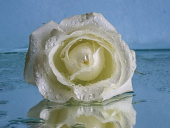 rose , white, simple, reflection, rain HD wallpaper