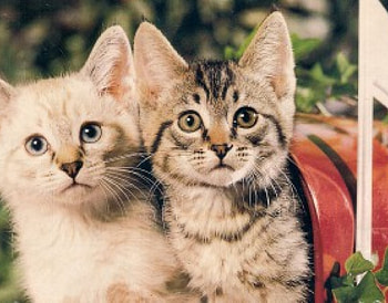 We got the packages today, kitten, red, ivory, tabby, mailbox HD wallpaper