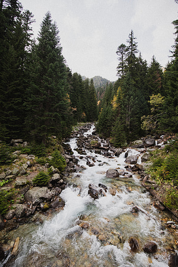 Nature, Rivers, Stones, Flow, Spruce, Fir, Stream HD phone wallpaper