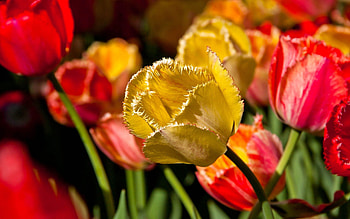 Flowers, Petals, Branch, Tulip HD wallpaper