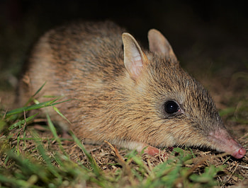 Endangered bandicoots, Genetic rescue, Crowdfunding campaign, Australian wildlife HD wallpaper