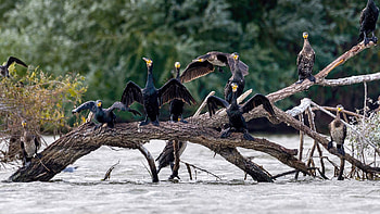 Cormorant and fisheries, Environmental concerns, Avian impact, Angling challenges HD wallpaper