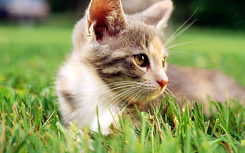 Animals, Grass, Kitty, Kitten, Muzzle, Sight, Opinion HD wallpaper