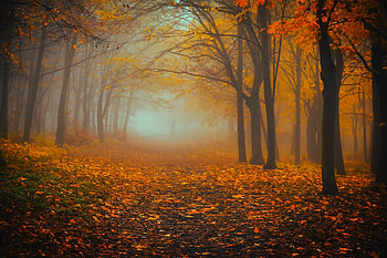 Nature, Autumn, Forest, Fog, Foliage HD wallpaper