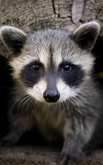Majestic raccoon, Beautiful creature, Nature's gift, Wildlife fascination HD phone wallpaper