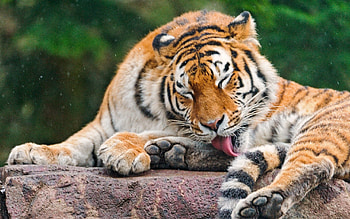 Animals, Rock, Muzzle, Predator, Stone, Tiger, Lick Your Lips, Licking HD wallpaper