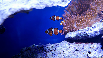 Beautiful sea creatures, Underwater life, Vibrant colors, Marine biodiversity HD wallpaper