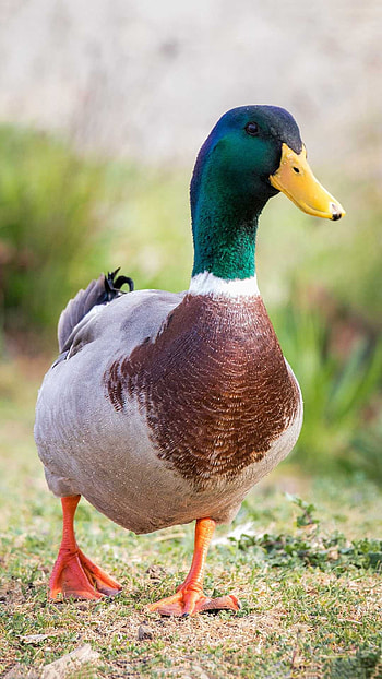 Striking duck, Nature-inspired , Quack sound, Water-dwelling bird HD phone wallpaper