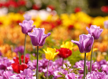 Lovely tulips, sunny day, tulips, beauty, purple, light, field, yellow, red, nature, flowers, sun HD wallpaper