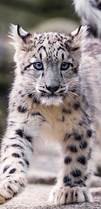 Snow Leopard, Magnificent predator, Himalayan inhabitant, Agile climber HD phone wallpaper