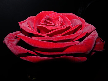 LOVE, passionate, romantic, beautiful, amazing HD wallpaper