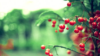 Leaves, Plant, Macro, Branch, Berry HD wallpaper