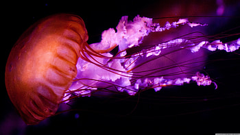 i just was'nt made for these times, purple, jellyfish, colourful, red HD wallpaper