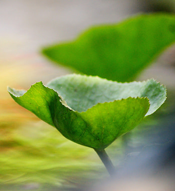 Big leaf, pond, blur HD phone wallpaper