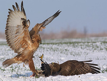 ... and the winner is, birds, winner, nature, wild, eagles HD wallpaper