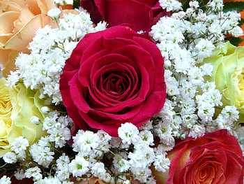 Flowers, Flower, Rose Flower, Rose, Bud, Registration, Typography, Bouquet HD wallpaper