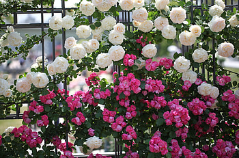 Flowers, Roses, Greens, Fence, Handsomely, It's Beautiful, Different HD wallpaper