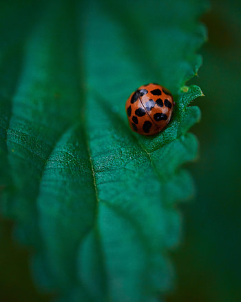 Macro, Sheet, Leaf, Ladybird, Ladybug, Veins HD phone wallpaper