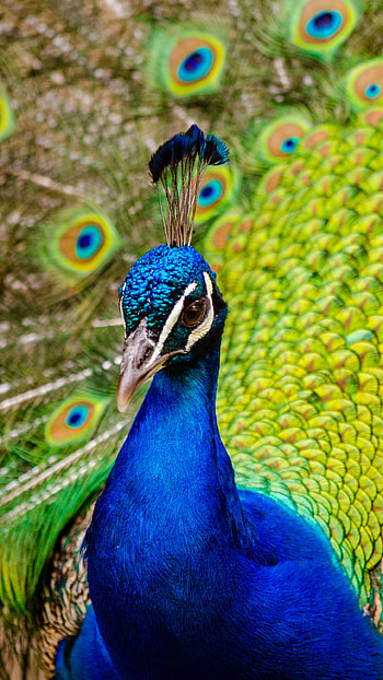 Animal peacock, Wildlife, Nature, Colorful HD phone wallpaper
