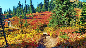 Colorful Autumn Trail of Naches Peak Loop at Mt Rainier National Park, path, washington, fall, trees, colors, usa, hill HD wallpaper