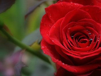 Red rose, rose, flower HD wallpaper