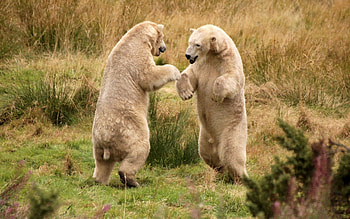 Animals, Grass, Bears, Stroll HD wallpaper
