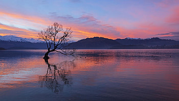 That Wanaka Tree - South Island, New Zealand, reflection, colors, sky, water, sunset HD wallpaper