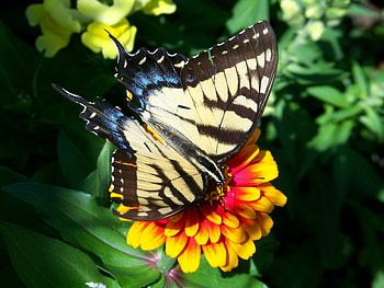 Butterfly on Flower, animal, insects, butterfly, flower HD wallpaper
