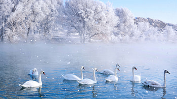 Swans In Spring Wetland Park, swan, birds, snow, winter HD wallpaper