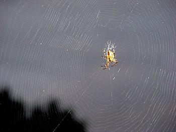 Spider in her web., web, spider, evening, shine HD wallpaper