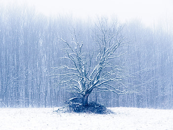 Winter, tree, dry HD wallpaper