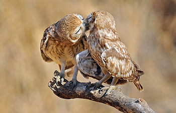 Animals, Birds, Owl HD wallpaper