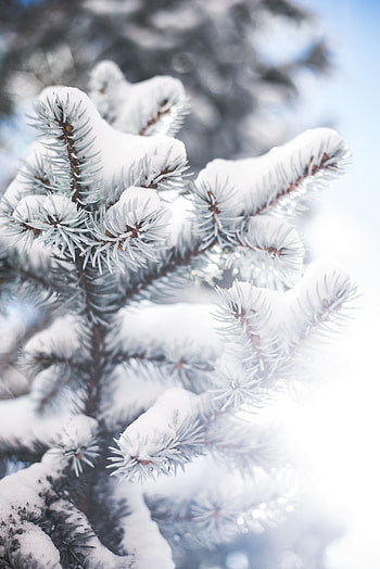 Winter, Needle, Snow, Macro, Blur, Smooth, Branch HD phone wallpaper