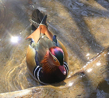 Colorful Bird, colorful, bird, water, color HD wallpaper