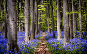 Flowering Forest, blue, path, trees, flowers, forest, spring HD wallpaper